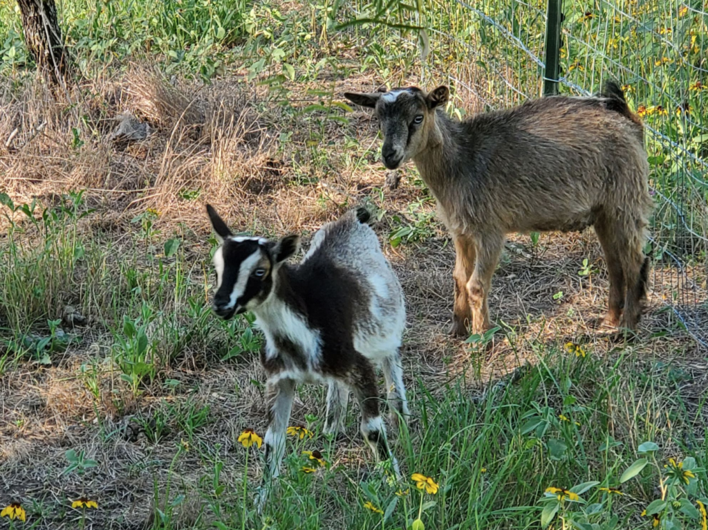 pigmie goats in petting area at batl ranch