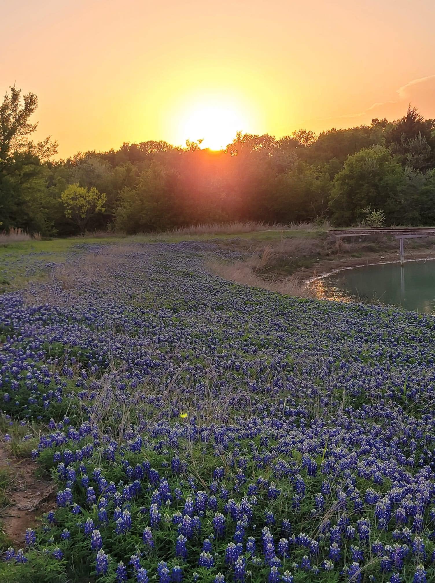 bluebonnet sunset near large pond with trees