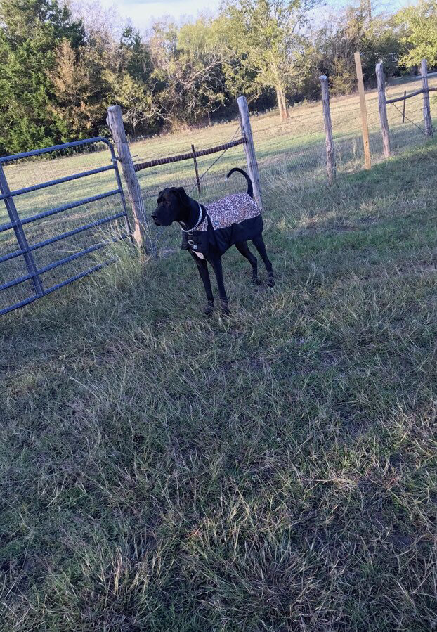 large puppy in dog park at batl ranch