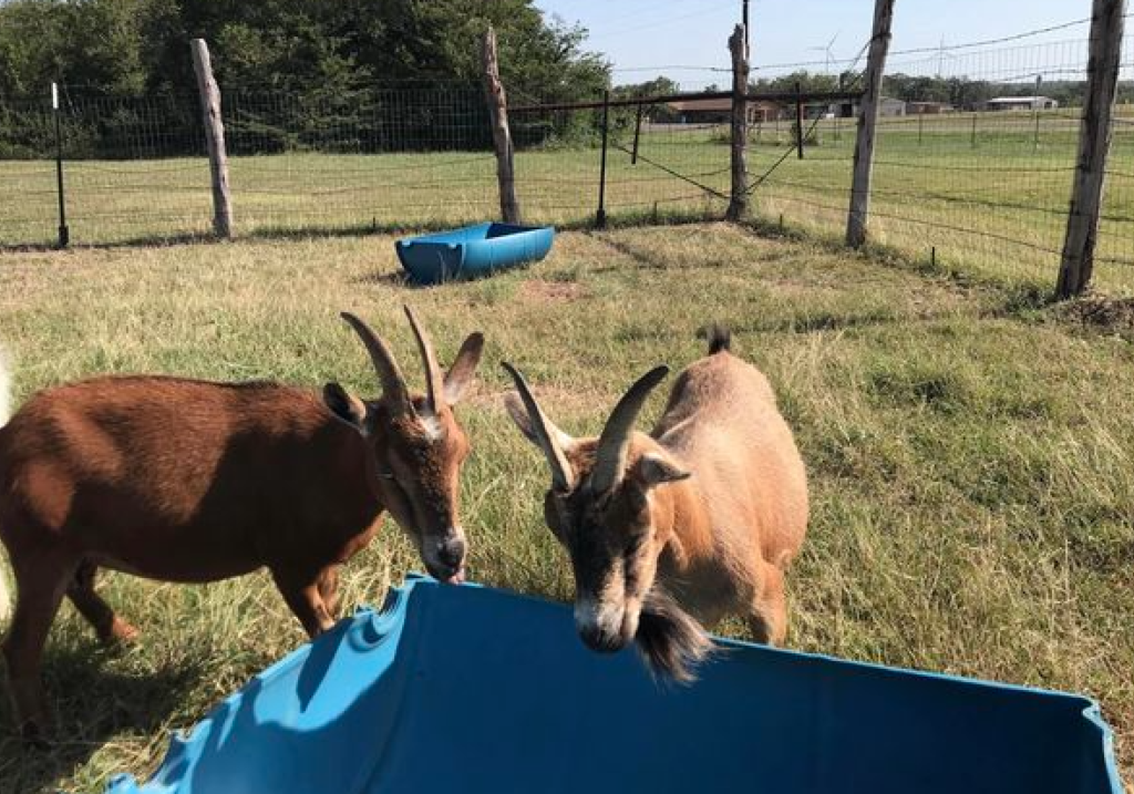 Petting area goats drinking water outdoors