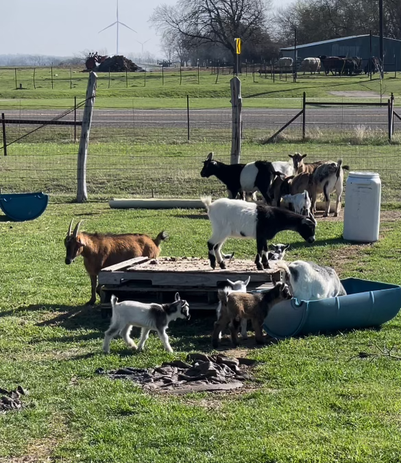 goat family at batl ranch rv resort petting area